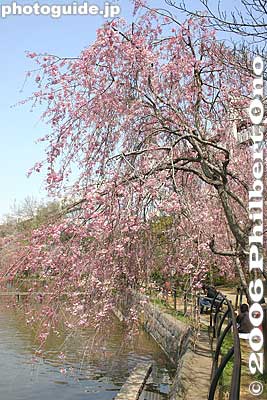 Most of the weeping cherries are planted along the pond's edge.
Keywords: chiba koen park sakura weeping cherry blossom pond