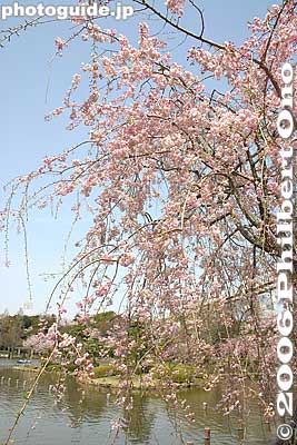 Chiba Park weeping cherries
Keywords: chiba koen park sakura weeping cherry blossom pond japanharu