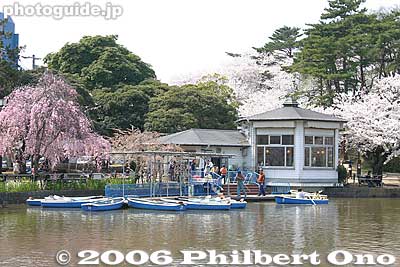 Boats for rent
Keywords: chiba koen park sakura weeping cherry blossom pond