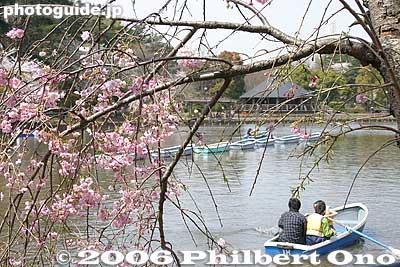 Keywords: chiba koen park sakura weeping cherry blossom pond boat