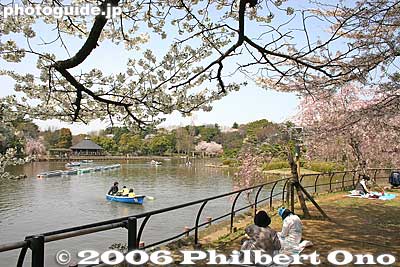 Keywords: chiba koen park sakura weeping cherry blossom pond