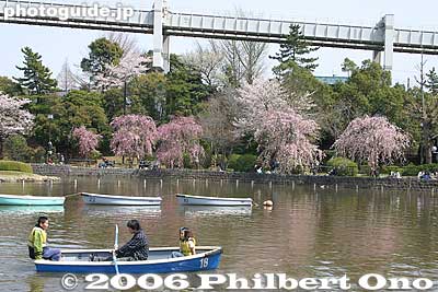 Keywords: chiba koen park sakura weeping cherry blossom pond boat