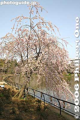 Photogenic weeping cherry シダレザクラ
Keywords: chiba koen park sakura weeping cherry blossom pond