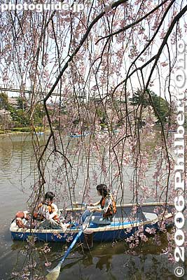 Weeping cherry tree is "shidare-zakura" in Japanese.
Keywords: chiba koen park sakura weeping cherry blossom pond boat