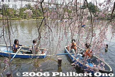 "Shidare" actually means "drooping."
Keywords: chiba koen park sakura weeping cherry blossom pond japanharu boat japangarden