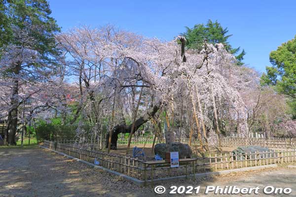 In spring, Guhoji's 400-year-old weeping cherry blossom tree is famous. 伏姫桜
Keywords: chiba ichikawa guhoji Nichiren Buddhist temple weeping cherry blossoms