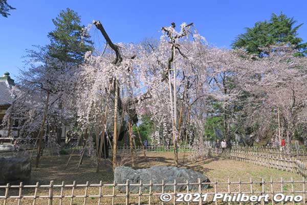 Guhoji's 400-year-old weeping cherry blossom tree is named "Fushihime Sakura." 伏姫桜
Keywords: chiba ichikawa guhoji Nichiren Buddhist temple weeping cherry blossoms