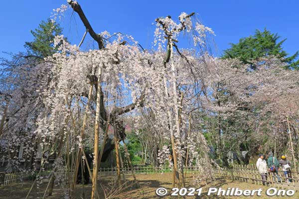 In Ichikawa, Chiba, Guhoji's 400-year-old weeping cherry blossom tree is named "Fushihime Sakura." 伏姫桜
Keywords: chiba ichikawa guhoji Nichiren Buddhist temple weeping cherry blossoms japanflower