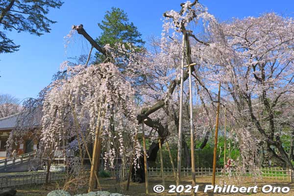 We can see that a few branches had been cut, which means the tree was larger.
Keywords: chiba ichikawa guhoji Nichiren Buddhist temple weeping cherry blossoms