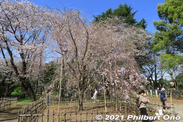 Another weeping cherry tree next to Fushihime Sakura.
Keywords: chiba ichikawa guhoji Nichiren Buddhist temple weeping cherry blossoms