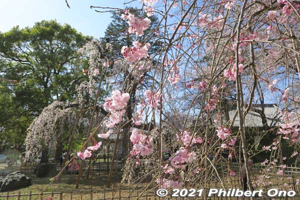 Keywords: chiba ichikawa guhoji Nichiren Buddhist temple weeping cherry blossoms