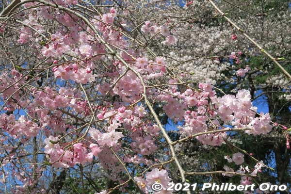 Keywords: chiba ichikawa guhoji Nichiren Buddhist temple weeping cherry blossoms