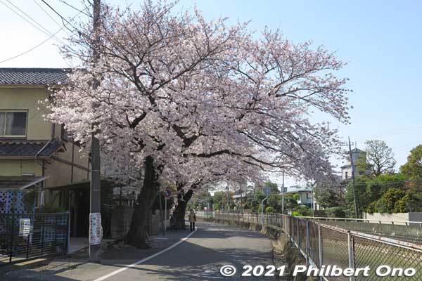After Guhoji Temple, we walked back to Edogawa River along Mama River which had a few cherry blossoms.
Keywords: chiba ichikawa cherry blossoms