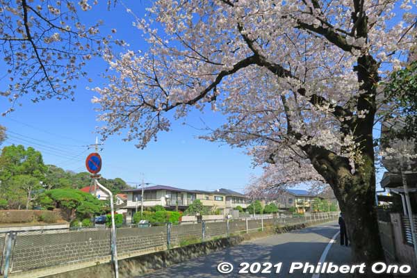Mama River cherry blossoms in Ichikawa, Chiba.
Keywords: chiba ichikawa cherry blossoms