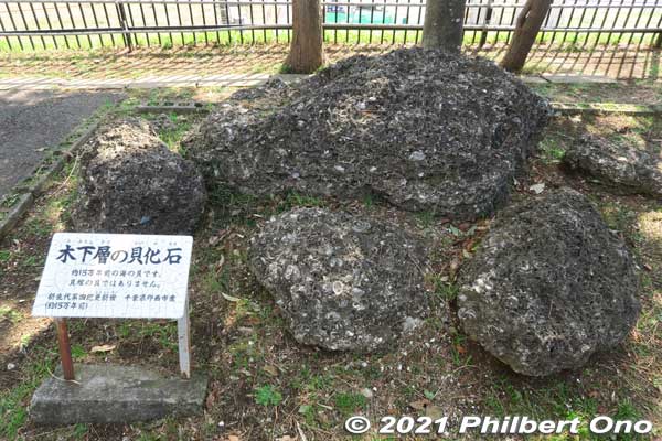 Hardened shell rocks from the ocean 150,000 years ago displayed in Horinouchi Kaizuka Park. These are not shells discarded by humans. 堀之内貝塚公園
Keywords: chiba ichikawa park hiking trail mizu midori kairo