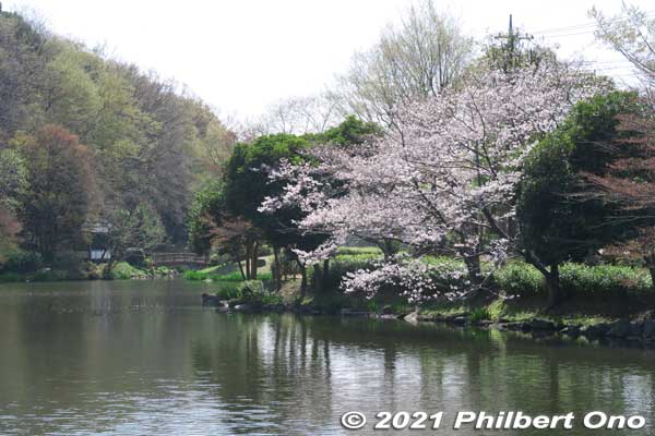 Junsai-ike Pond じゅん菜池
Keywords: chiba ichikawa park hiking trail mizu midori kairo sakura cherry blossoms
