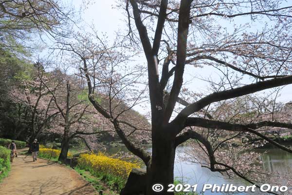 Some cherry blossoms along Junsai-ike Pond in late March. じゅん菜池
Keywords: chiba ichikawa park hiking trail mizu midori kairo sakura cherry blossoms