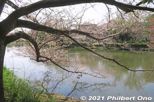 じゅん菜池
Keywords: chiba ichikawa park hiking trail mizu midori kairo sakura cherry blossoms