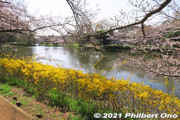 Cherry blossoms along Junsai-ike Pond.
Keywords: chiba ichikawa park hiking trail mizu midori kairo sakura cherry blossoms