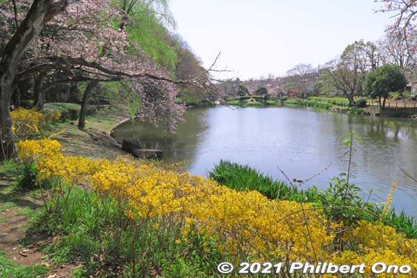 In autumn, Junsai-ike Pond is also noted for fall leaves.
Keywords: chiba ichikawa park hiking trail mizu midori kairo sakura cherry blossoms