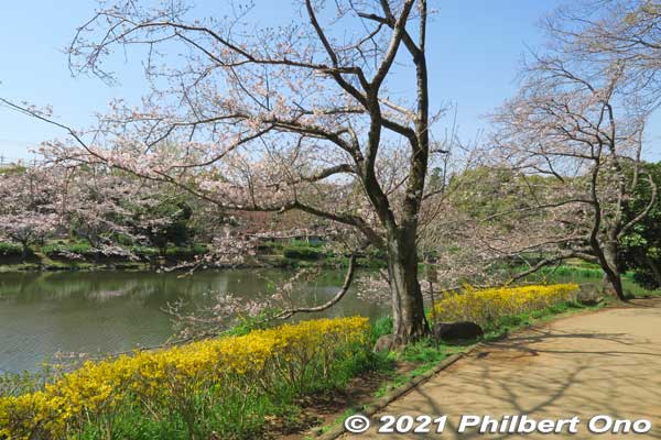 Some cherry blossoms along Junsai-ike Pond. じゅん菜池
Keywords: chiba ichikawa park hiking trail mizu midori kairo sakura cherry blossoms