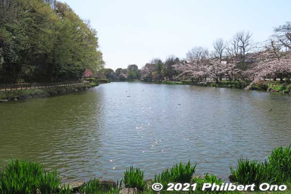 Junsai-ike Pond. No swan boats or rowboats. Only ducks. じゅん菜池
Keywords: chiba ichikawa park hiking trail mizu midori kairo
