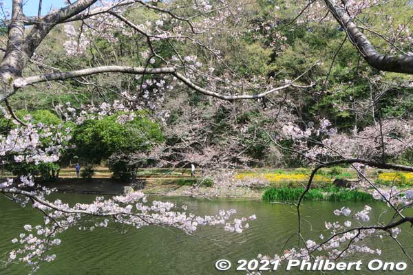 Cherry blossoms along Junsai-ike Pond. じゅん菜池
Keywords: chiba ichikawa park hiking trail mizu midori kairo sakura cherry blossoms