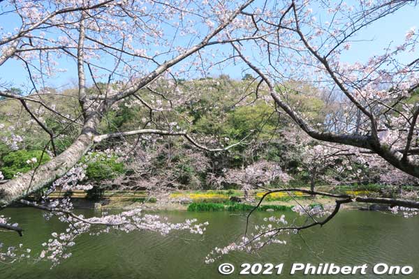 Cherry blossoms along Junsai-ike Pond. じゅん菜池
Keywords: chiba ichikawa park hiking trail mizu midori kairo sakura cherry blossoms