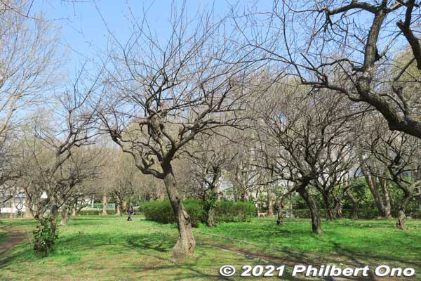 Plum blossom trees near Junsai-ike Pond. 
Keywords: chiba ichikawa park hiking trail mizu midori kairo sakura cherry blossoms