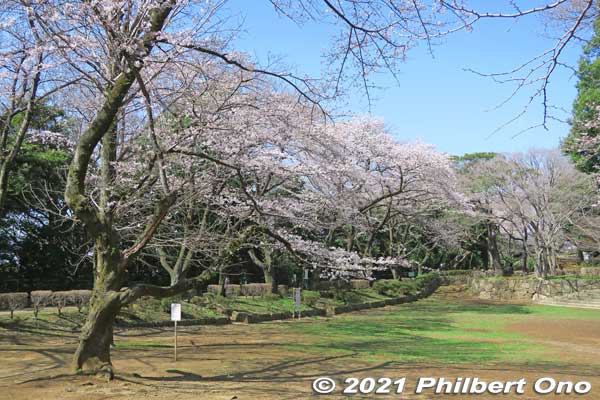 Cherry blossoms in Satomi Park. 
Keywords: chiba ichikawa park hiking trail mizu midori kairo