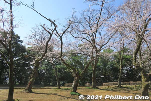 Cherry blossoms in Satomi Park. 
Keywords: chiba ichikawa park hiking trail mizu midori kairo
