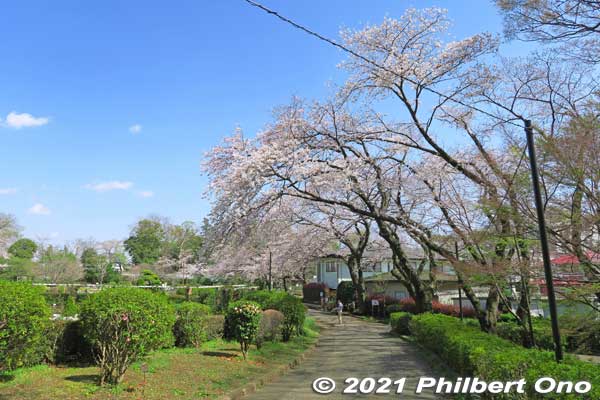 Satomi Park cherry blossoms.
Keywords: chiba ichikawa park hiking trail mizu midori kairo