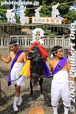 Sacred horse
Keywords: chiba ichinomiya tamasaki jinja shrine kazusa junisha matsuri festival hadaka 