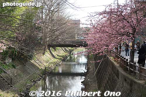 Small river in Matsudo lined with early-blooming Kawazu-zakura cherry blossoms.
Keywords: chiba matsudo