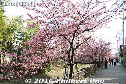 Kawazu-zakura cherry blossoms.
Keywords: chiba matsudo Kawazu-zakura cherry blossoms