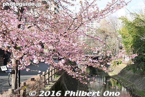 Keywords: chiba matsudo Kawazu-zakura cherry blossoms