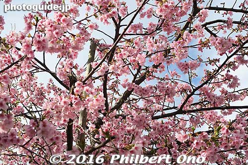 Keywords: chiba matsudo Kawazu-zakura cherry blossoms