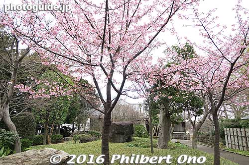 Early-blooming Kawazu-zakura cherry blossoms. I visited in late Feb. 2016.
Keywords: chiba matsudo tojotei residence house home japanese-style