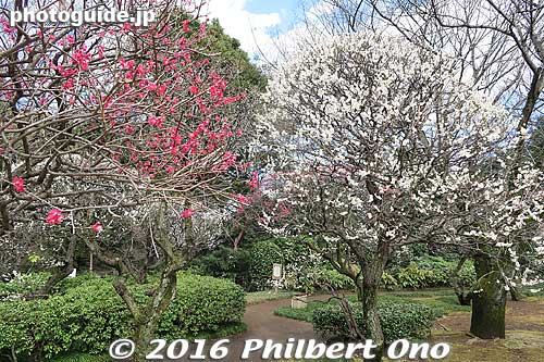 Plum blossoms at Tojotei in Matsudo, Chiba.
Keywords: chiba matsudo tojotei ume Plum blossoms japanflower