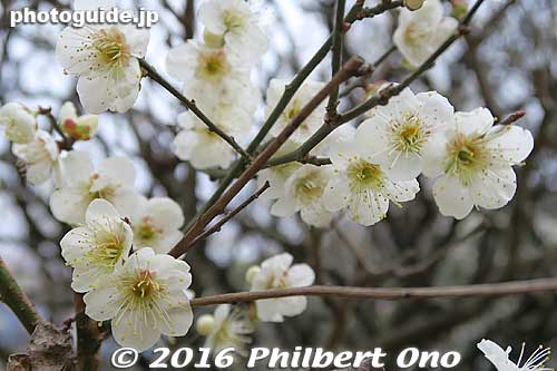 Keywords: chiba matsudo tojotei ume Plum blossoms