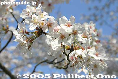 Keywords: chiba, narita, narita-san, temple, Buddhist, sakura, cherry blossoms park garden