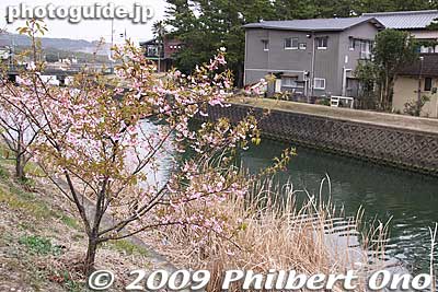 This was Feb. and cherry blossoms appeared.
Keywords: chiba onjuku-machi 