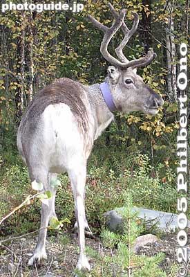 Reindeer rear
Notice the owner's collar around its neck.

首輪に所有者の連絡先がある。
Keywords: Finland Näränkä Närängänvaara