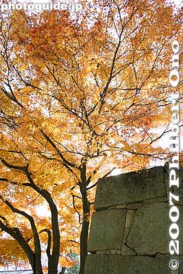 Foilage and stone gate
Keywords: fukushima aizuwakamatsu aizu-wakamatsu tsurugajo castle fall leaves autumn foilage