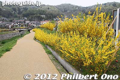  It started in 1935 when local flower growers began planting flowers. In April 1959, it became Hanamiyama Park.
Keywords: Fukushima Hanamiyama Park spring flowers