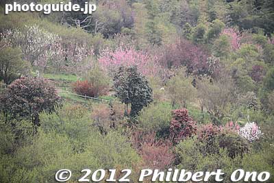 Hanamiyama Park, Fukushima city.
Keywords: Fukushima Hanamiyama Park spring flowers