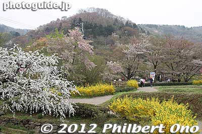 Hanamiyama Park, Fukushima city.
Keywords: Fukushima Hanamiyama Park spring flowers japangarden
