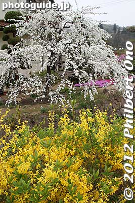 Keywords: Fukushima Hanamiyama Park spring flowers japangarden