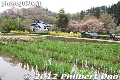 Irises for June.
Keywords: Fukushima Hanamiyama Park spring flowers