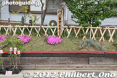 You can sit here.
Keywords: Fukushima Hanamiyama Park spring flowers